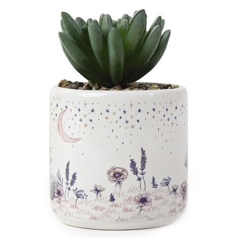 Artificial Me to You Bear Succulent Plant Extra Image 1